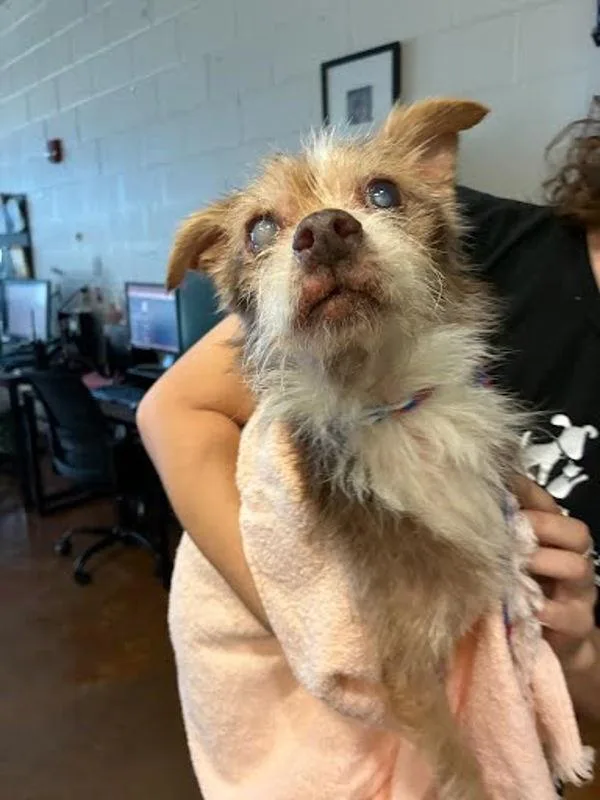 A senior small-sized male Border Terrier dog named Bumper for adoption in Austin, TX