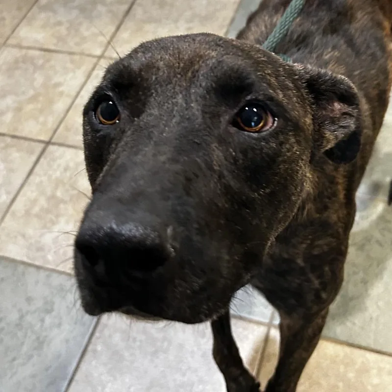 An adult large-sized male Brindle Mixed Breed dog named Van Halen for adoption in Chattanooga, TN