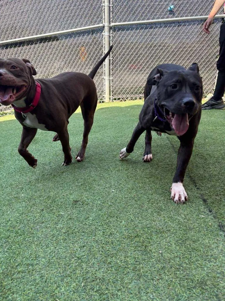 A young medium-sized female Pit Bull Terrier dog named Starfire for adoption in New Kensington, PA