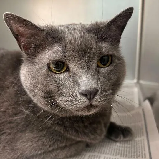 A senior small-sized female Gray / Blue / Silver Domestic Short Hair cat named Maggie for adoption in Perkiomenville, PA