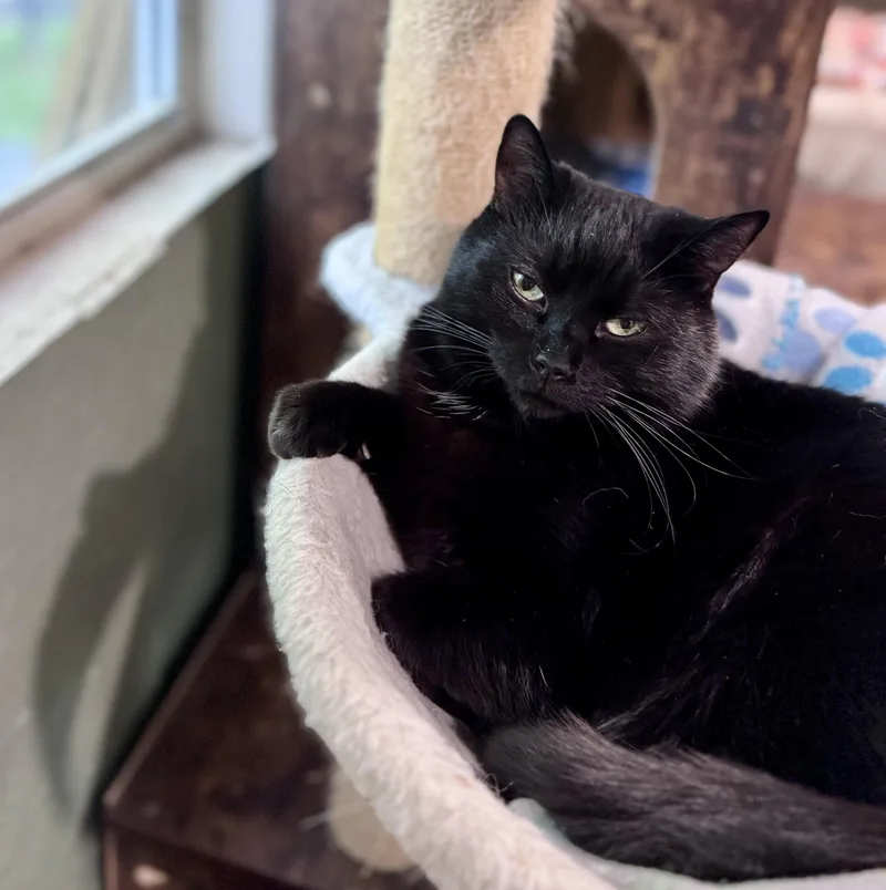 An adult small-sized female Black Domestic Short Hair cat named Stella for adoption in Rixeyville, VA