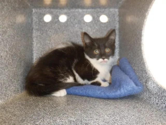 A baby small-sized female Domestic Short Hair cat named Juneau for adoption in San Jose, CA