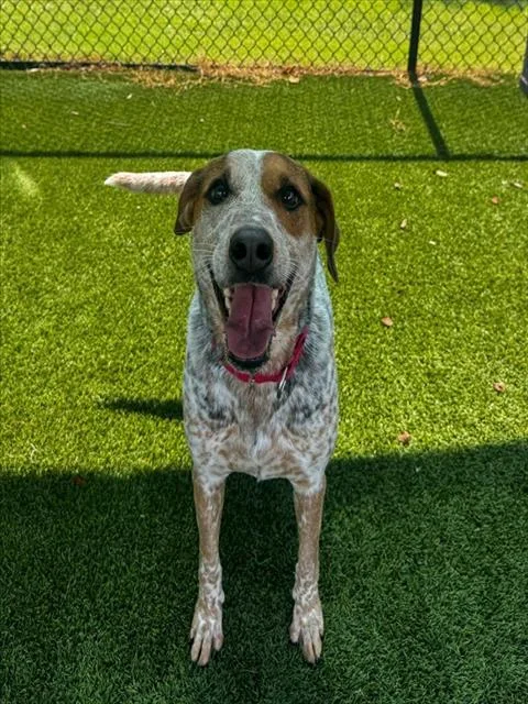 A young medium-sized female Mixed Breed dog named Cassidy for adoption in Statesville, NC
