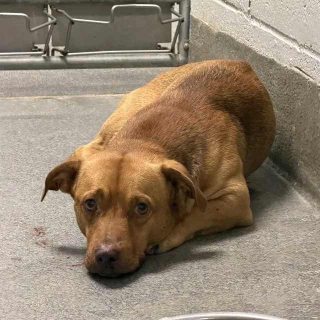 A young medium-sized male Pit Bull Terrier dog named Bodhi for adoption in Huntsville, AL