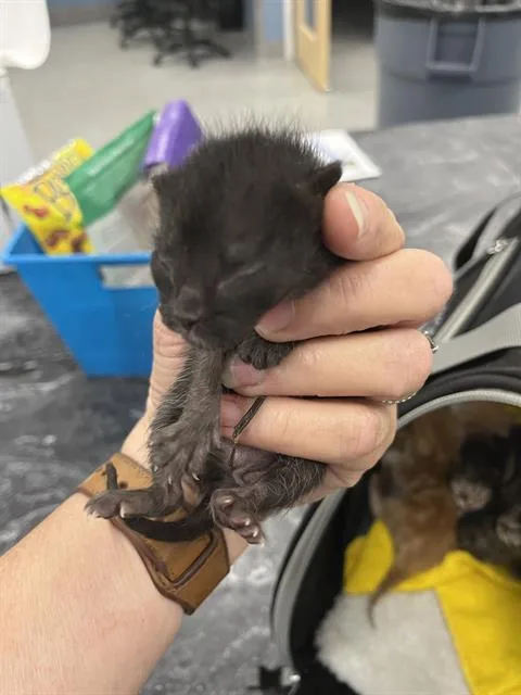A baby small-sized female Domestic Short Hair cat named Luna for adoption in Palmetto, FL