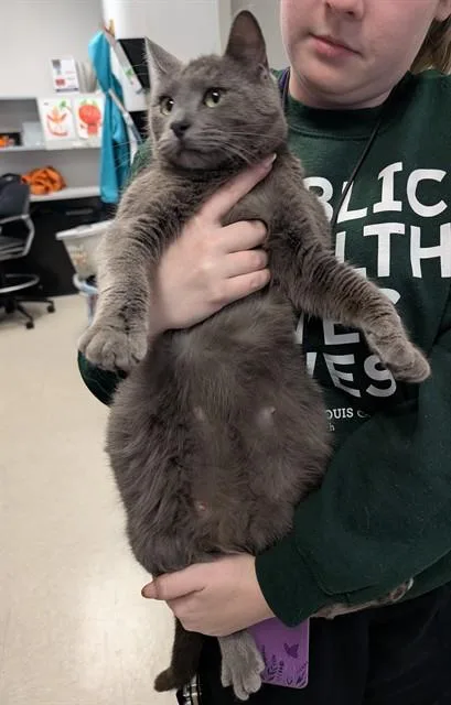 A young small-sized female Domestic Short Hair cat named Snow White for adoption in Olivette, MO