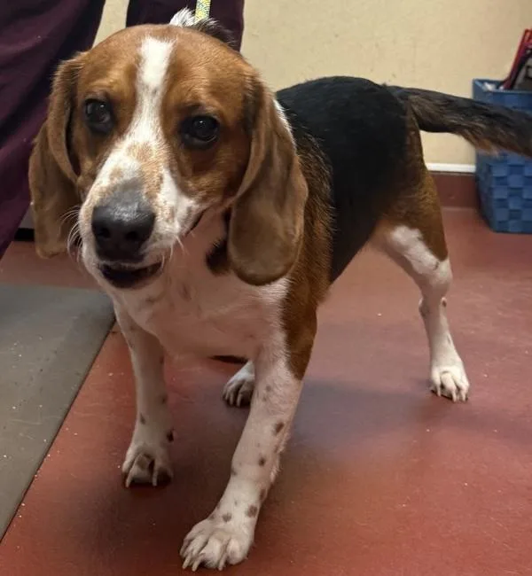 An adult medium-sized male Beagle dog named Remy for adoption in Salisbury, MD