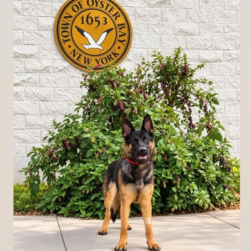 An adult large-sized female German Shepherd Dog dog named Victoria for adoption in Syosset, NY
