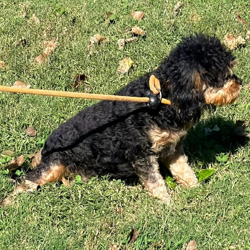 A young small-sized female Black Cavalier King Charles Spaniel dog named Libby for adoption in Warrensburg, MO