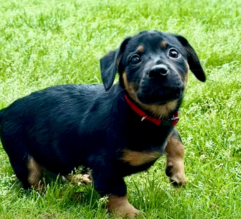 A baby small-sized male Chihuahua dog named Andy for adoption in Rockwall, TX