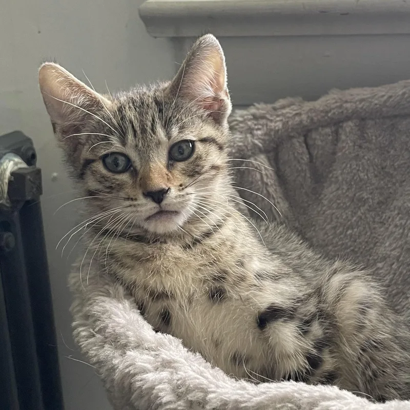 A baby medium-sized male Tabby (Brown / Chocolate) Domestic Short Hair cat named Wilbur for adoption in Colonia, NJ