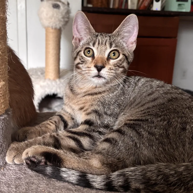 Wilbur thumbnail 2