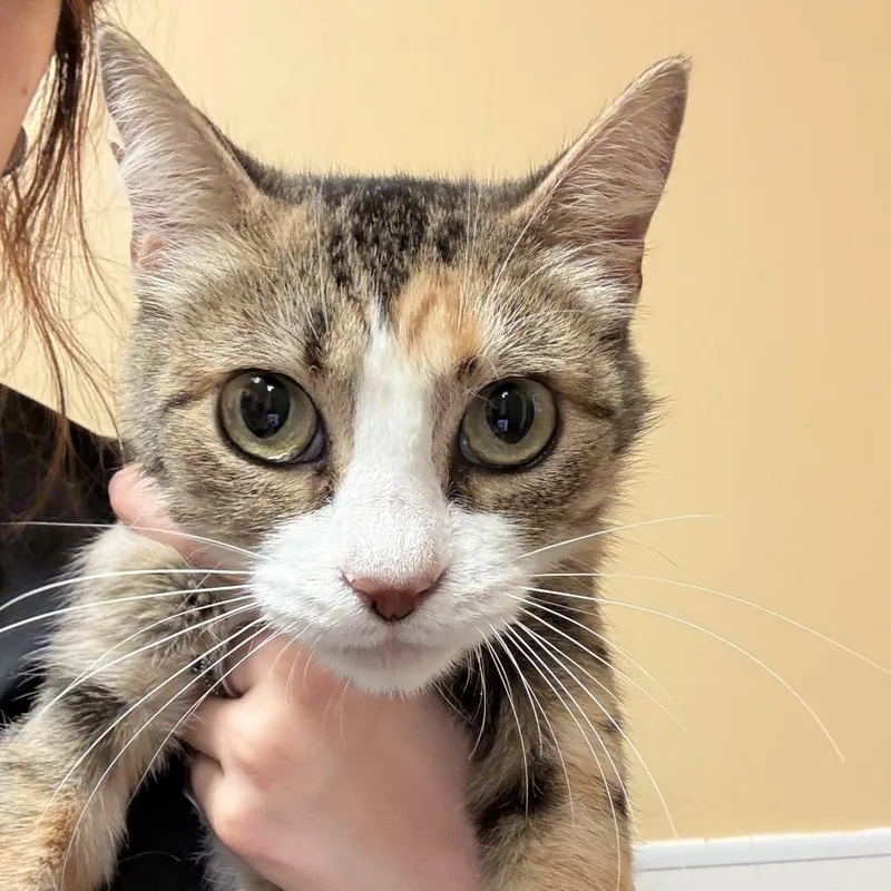 A baby small-sized female White Domestic Short Hair cat named FWT Maddy for adoption in Midland, TX