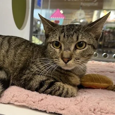 A young small-sized male Brown / Chocolate Domestic Short Hair cat named Atlas for adoption in Temecula, CA