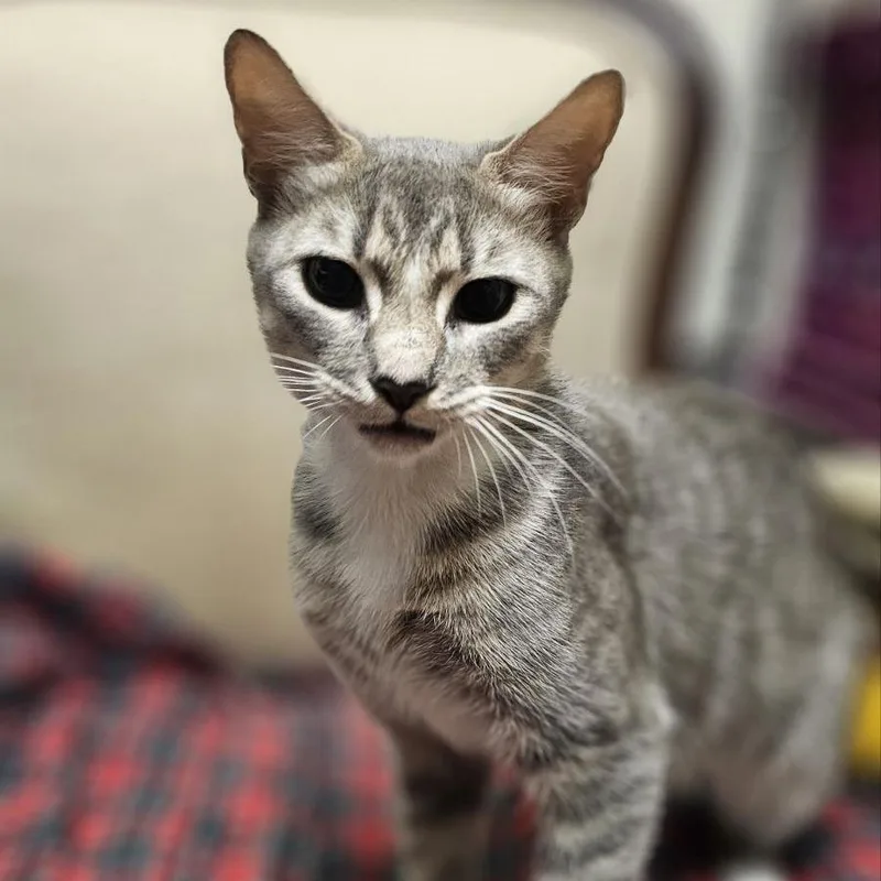 An adult medium-sized female Gray / Blue / Silver Domestic Short Hair cat named Julep for adoption in Lynchburg, VA