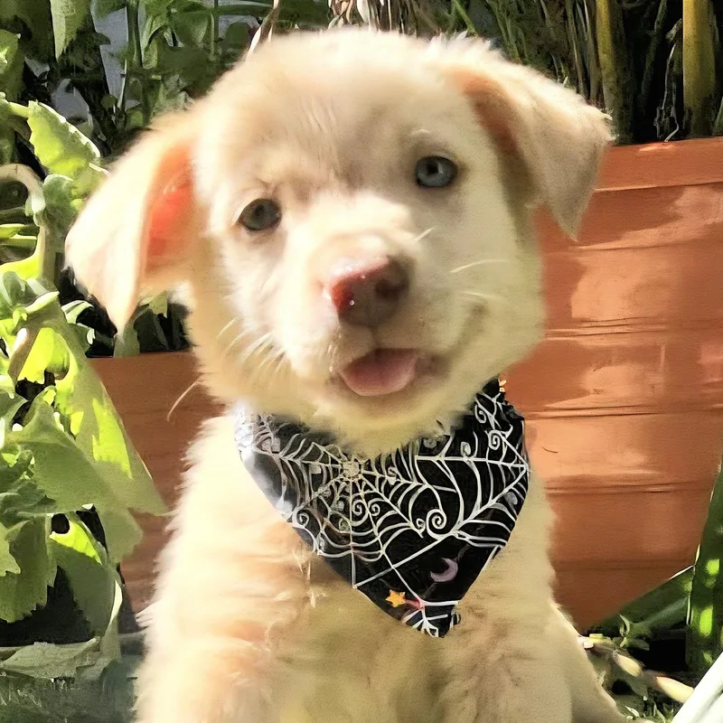 Potato Chip "the Cutie