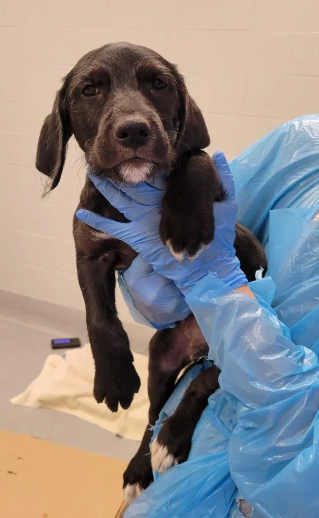 A baby medium-sized male Mixed Breed dog named Parallelogram for adoption in Chillicothe, OH