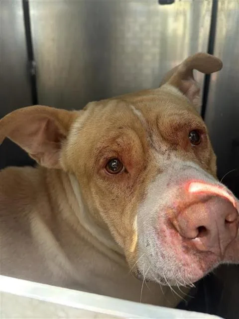 A young large-sized male American Staffordshire Terrier dog named A for adoption in San Antonio, TX