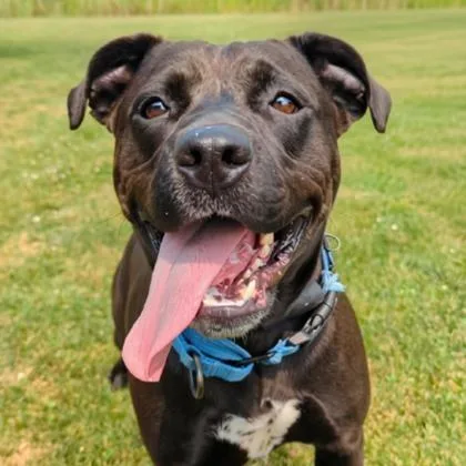 An adult medium-sized female Black Mixed Breed dog named Kammy for adoption in Ashtabula, OH