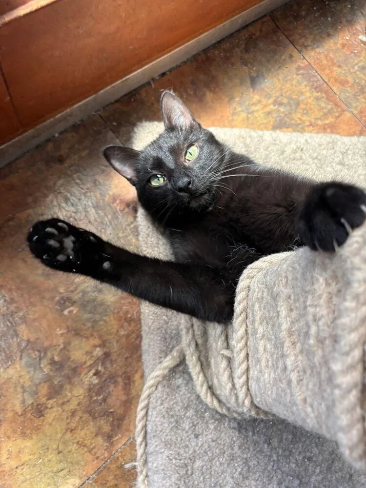 Elfin The Extraordinary