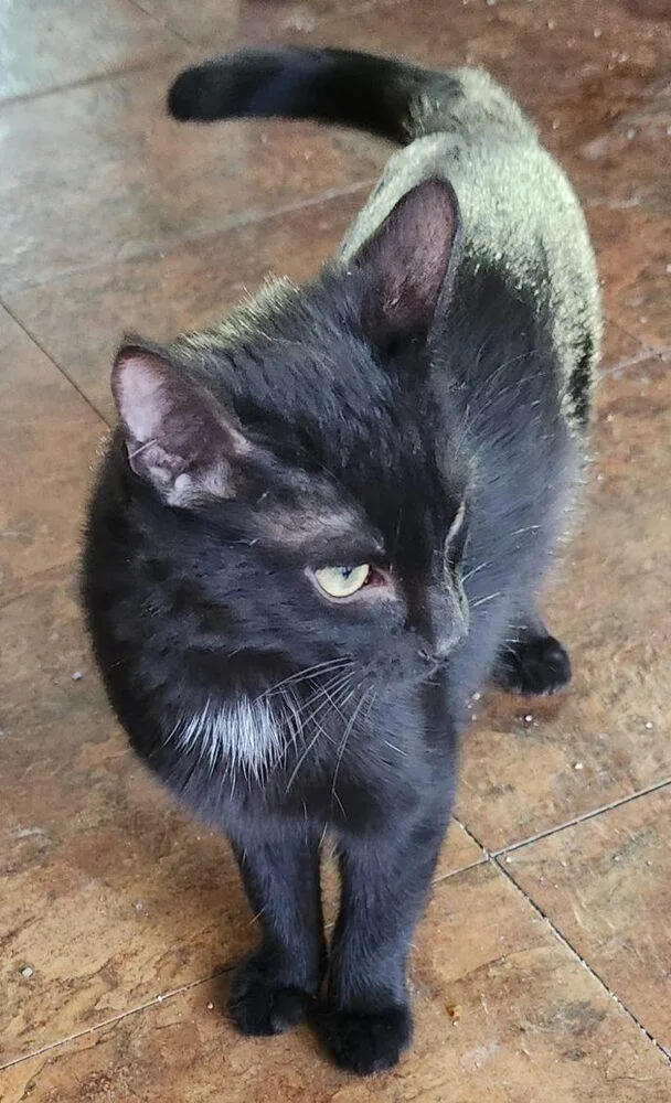 Elfin The Extraordinary thumbnail 2