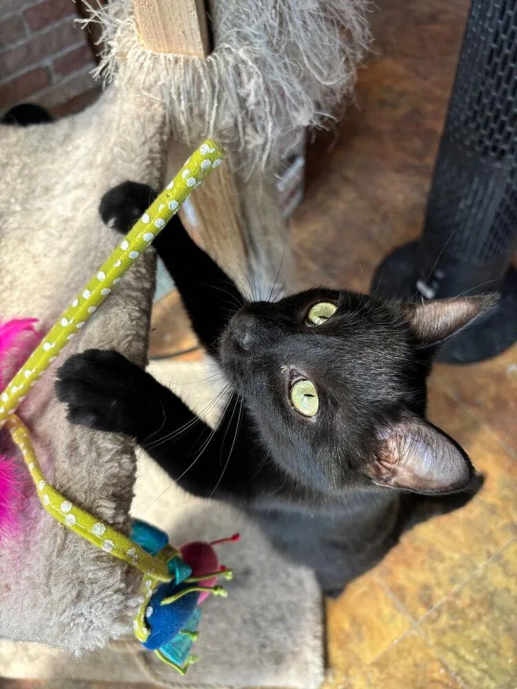 Elfin The Extraordinary thumbnail 3