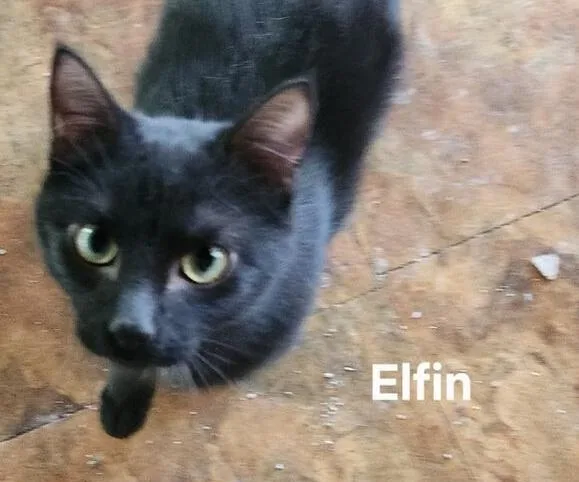 Elfin The Extraordinary thumbnail 4