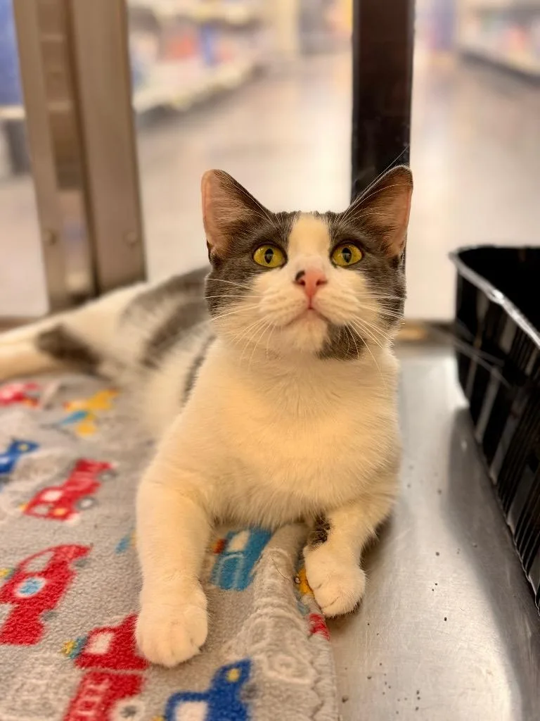 A young medium-sized female Domestic Short Hair cat named Chevelle for adoption in Cumming, GA