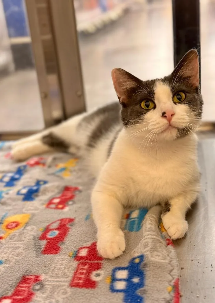 Chevelle thumbnail 2