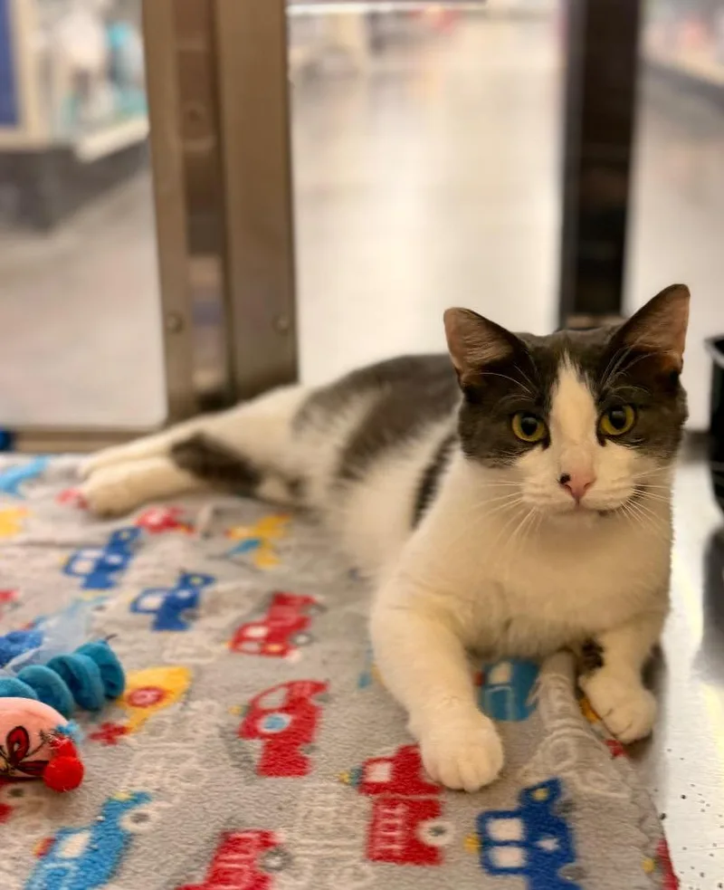 Chevelle thumbnail 3