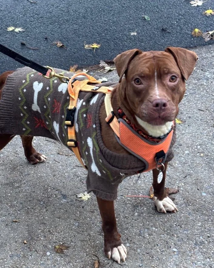 A young medium-sized female Terrier dog named La Dona for adoption in Herndon, VA
