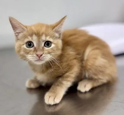 A baby small-sized female Tabby (Orange / Red) Domestic Short Hair cat named Rumi for adoption in Bishop, GA