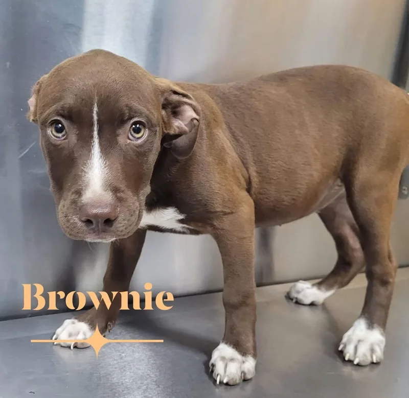 A baby medium-sized female Pit Bull Terrier dog named Brownie for adoption in Carmel, NY