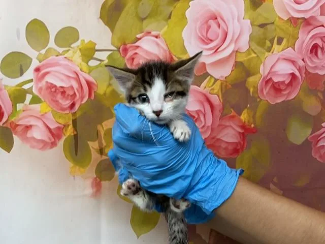 A baby small-sized female Domestic Short Hair cat named Elizabeth for adoption in San Bernardino, CA