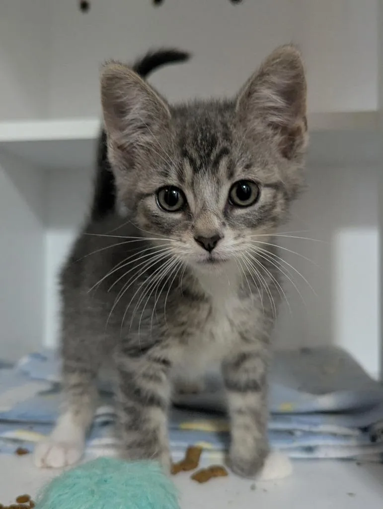 A baby medium-sized male Domestic Short Hair cat named Homer for adoption in St. Cloud, MN