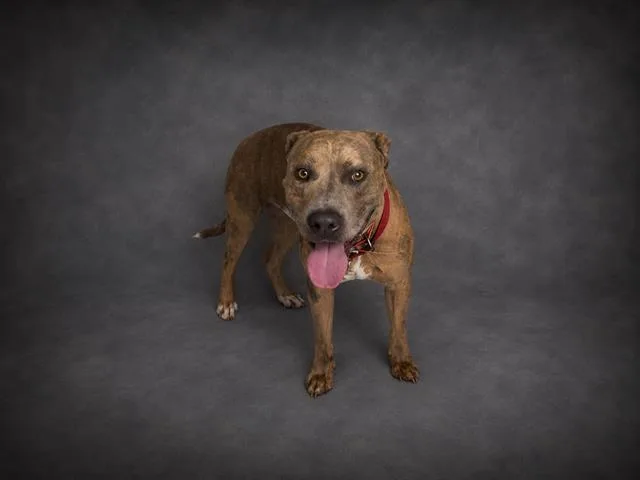 A young medium-sized male American Bulldog dog named Peanuts for adoption in Winter Haven, FL