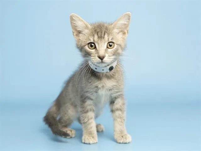 A baby small-sized female Domestic Short Hair cat named Monty for adoption in Phoenix, AZ