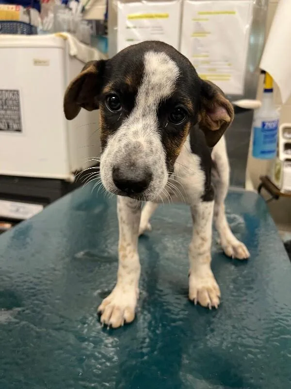 A young small-sized male Black Mixed Breed dog named Knox for adoption in Mobile, AL