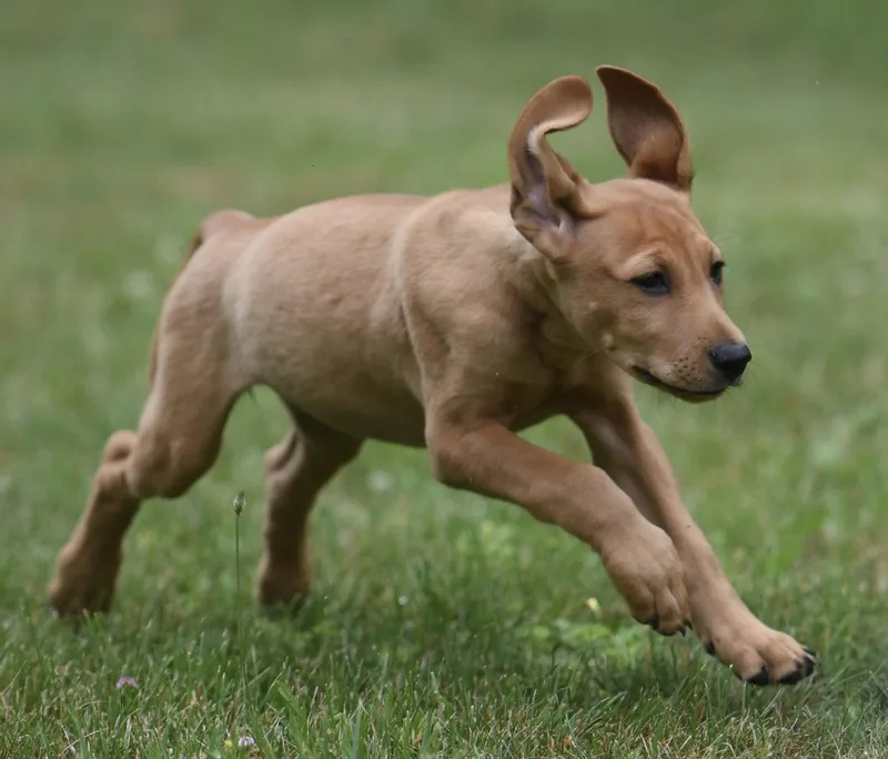 Natalia