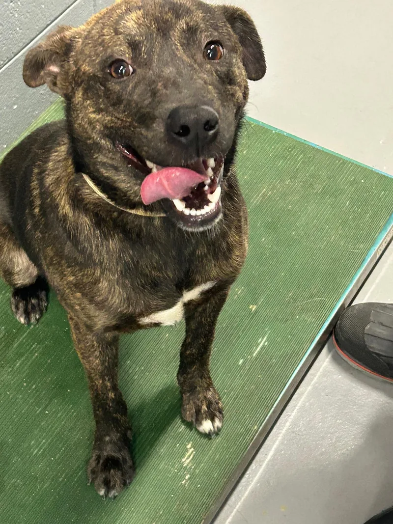 An adult medium-sized male Brindle American Staffordshire Terrier dog named Arc for adoption in Prichard, AL