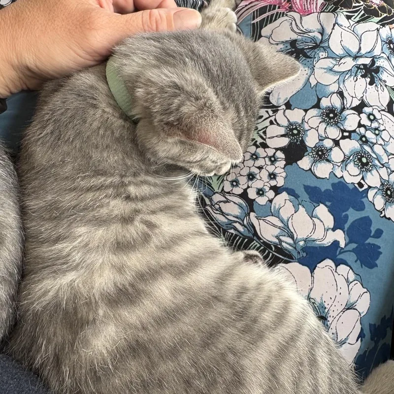 A baby small-sized female Gray / Blue / Silver Domestic Short Hair cat named Teal for adoption in Spokane, WA