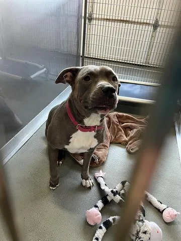 An adult large-sized female Staffordshire Bull Terrier dog named Cookie for adoption in Norfolk, VA