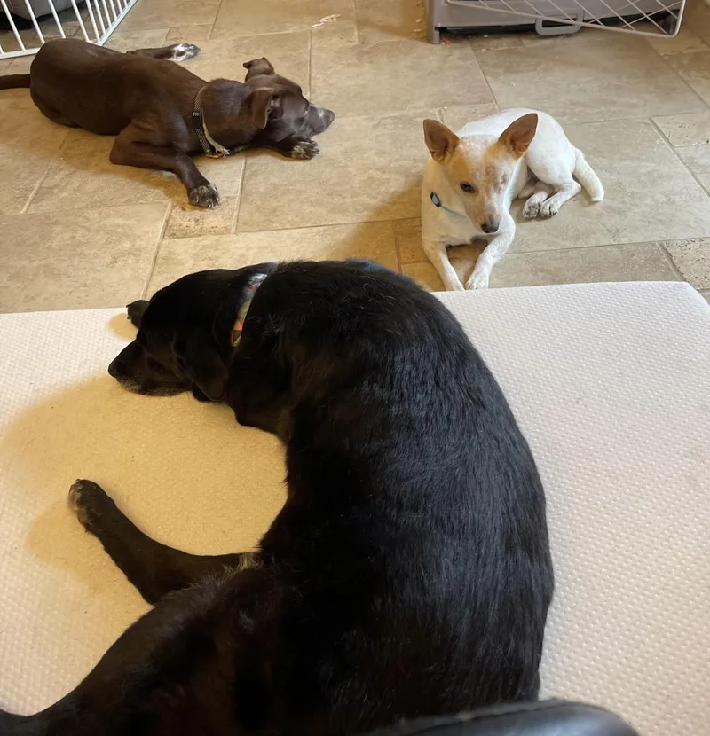 An adult small-sized male Mixed Breed dog named Willie for adoption in Bowdoin, ME