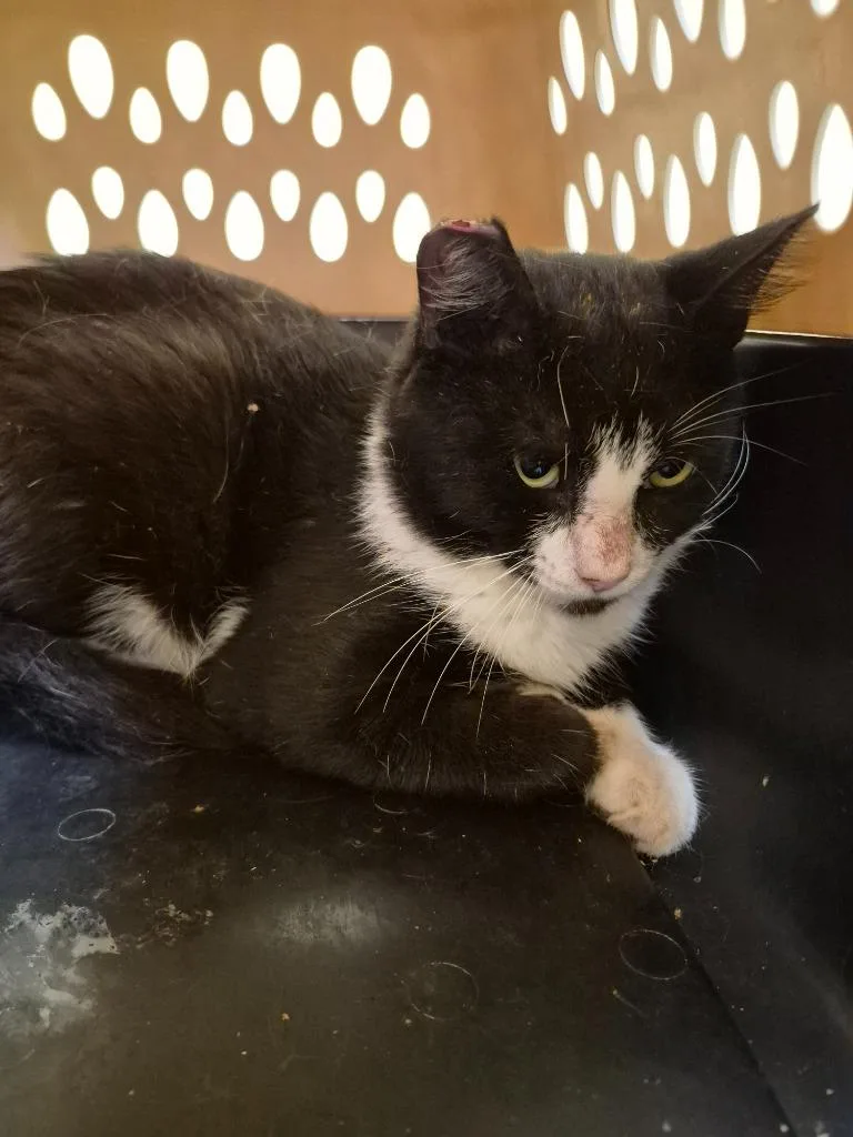 A young medium-sized male Domestic Short Hair cat named Tux for adoption in Crossville, TN