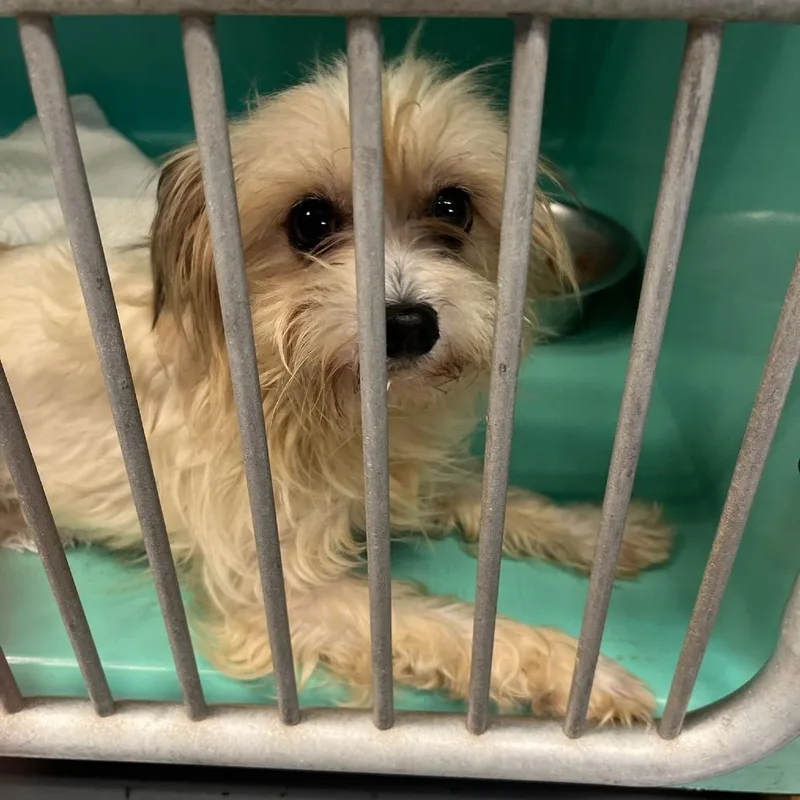An adult small-sized female Yellow / Tan / Blond / Fawn Shih Tzu dog named Abey for adoption in New York, NY