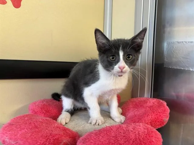 A baby small-sized male Domestic Short Hair cat named Frankie Jr for adoption in Lancaster, CA