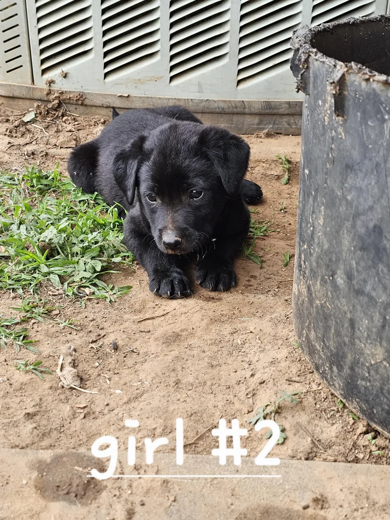 A baby medium-sized female Black Australian Cattle Dog / Blue Heeler dog named Reecie for adoption in Cleveland, OK