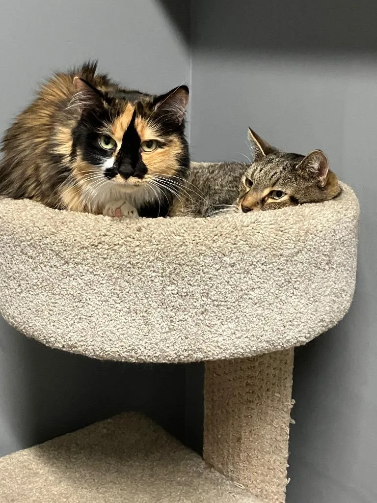 A senior small-sized female Domestic Long Hair cat named Dixie for adoption in Plattsburgh, NY
