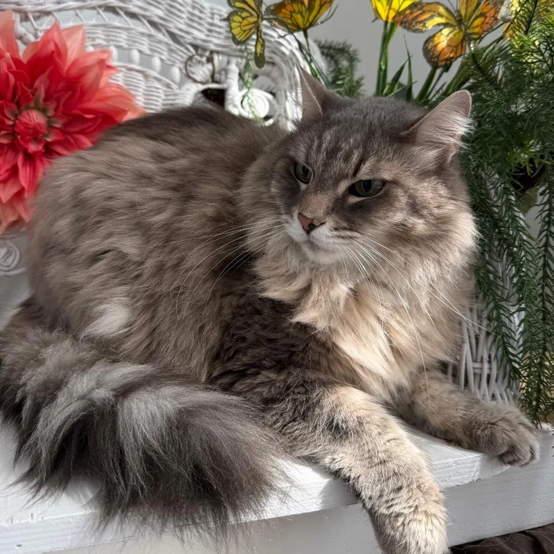 A senior small-sized male Gray / Blue / Silver Domestic Long Hair cat named Ricky for adoption in Eaton Rapids, MI