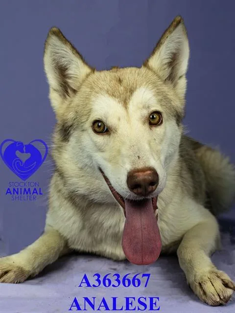 A young large-sized female Siberian Husky dog named Analese for adoption in Stockton, CA